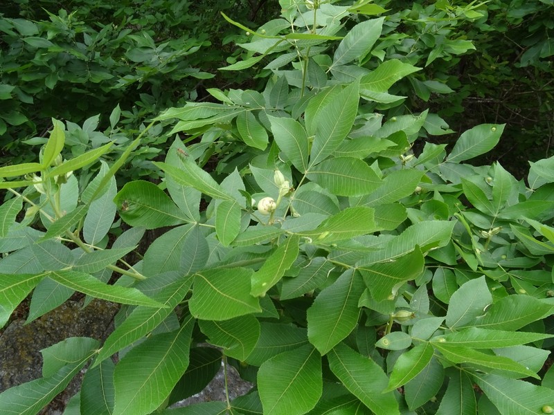 Carya ovata var. mexicana photo 8
