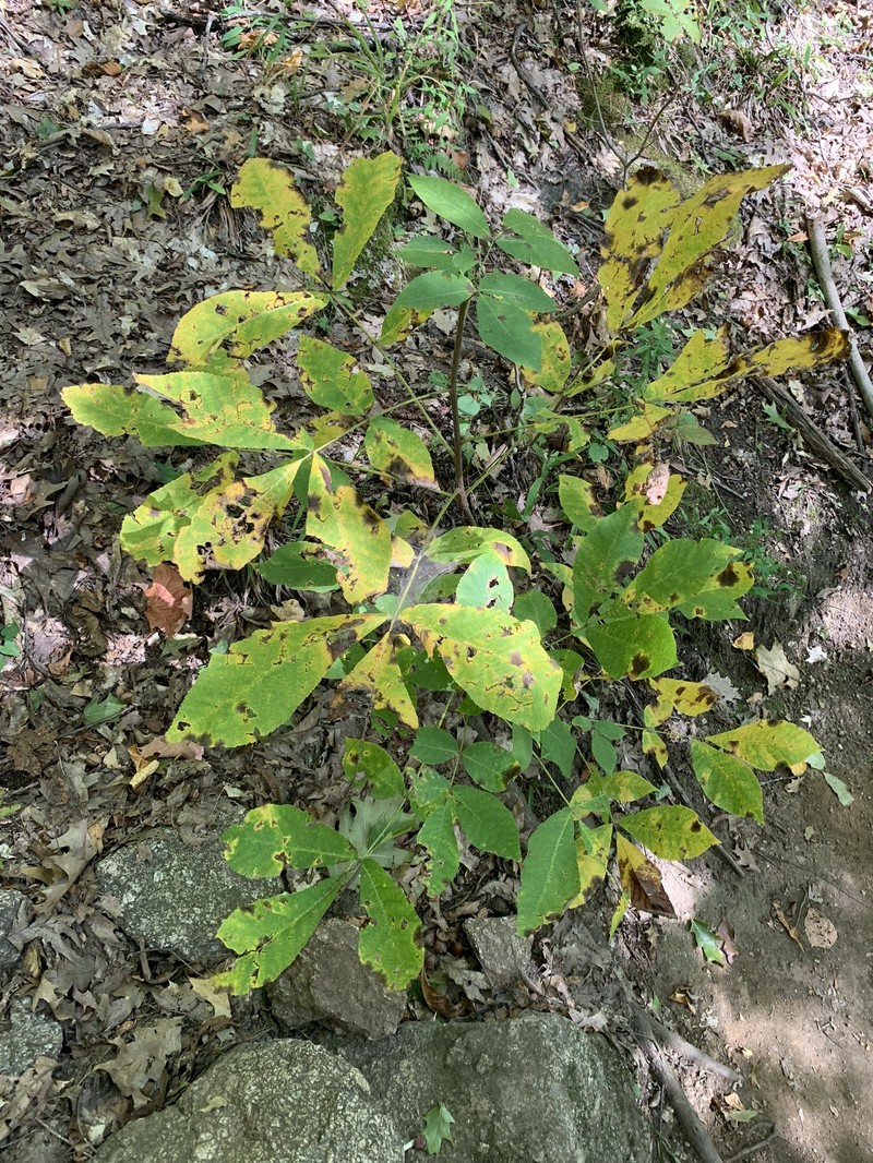 Carya ovata var. ovata photo 2