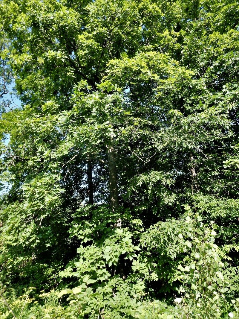 Carya ovata var. ovata photo 3