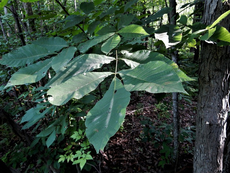 Carya ovata var. ovata photo 4