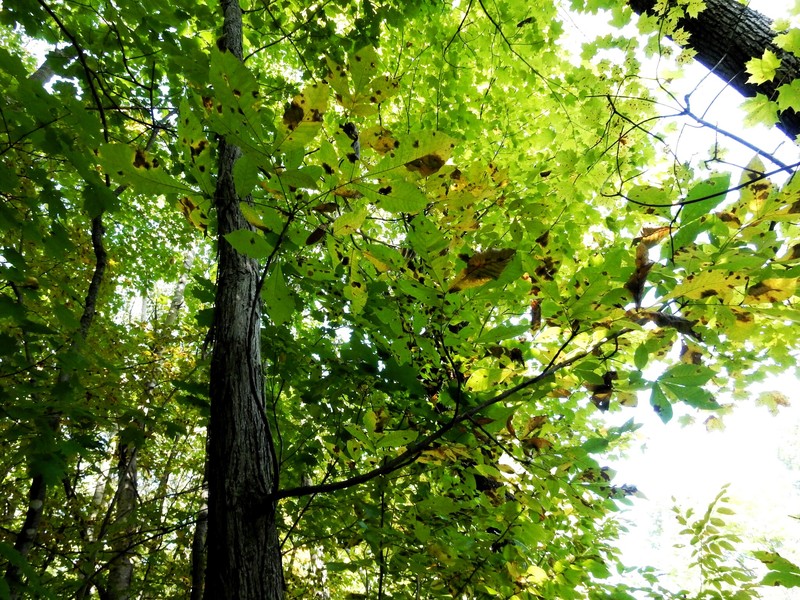 Carya ovata var. ovata photo 5