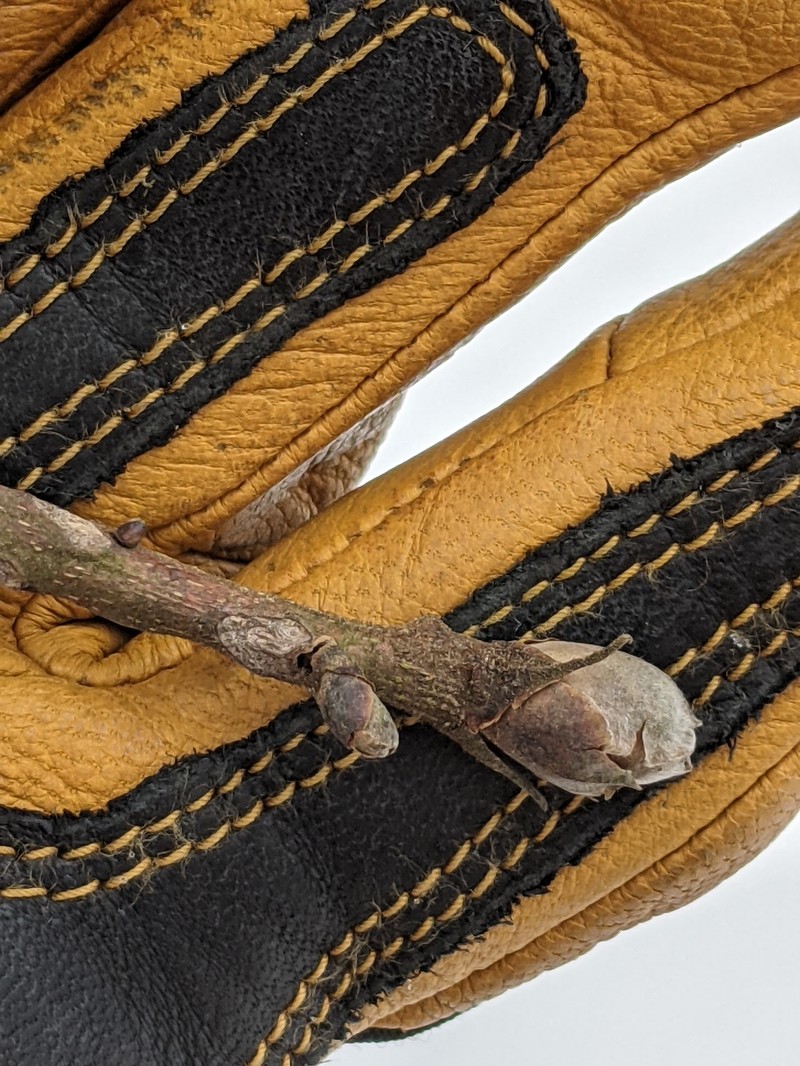 Carya ovata var. ovata photo 6
