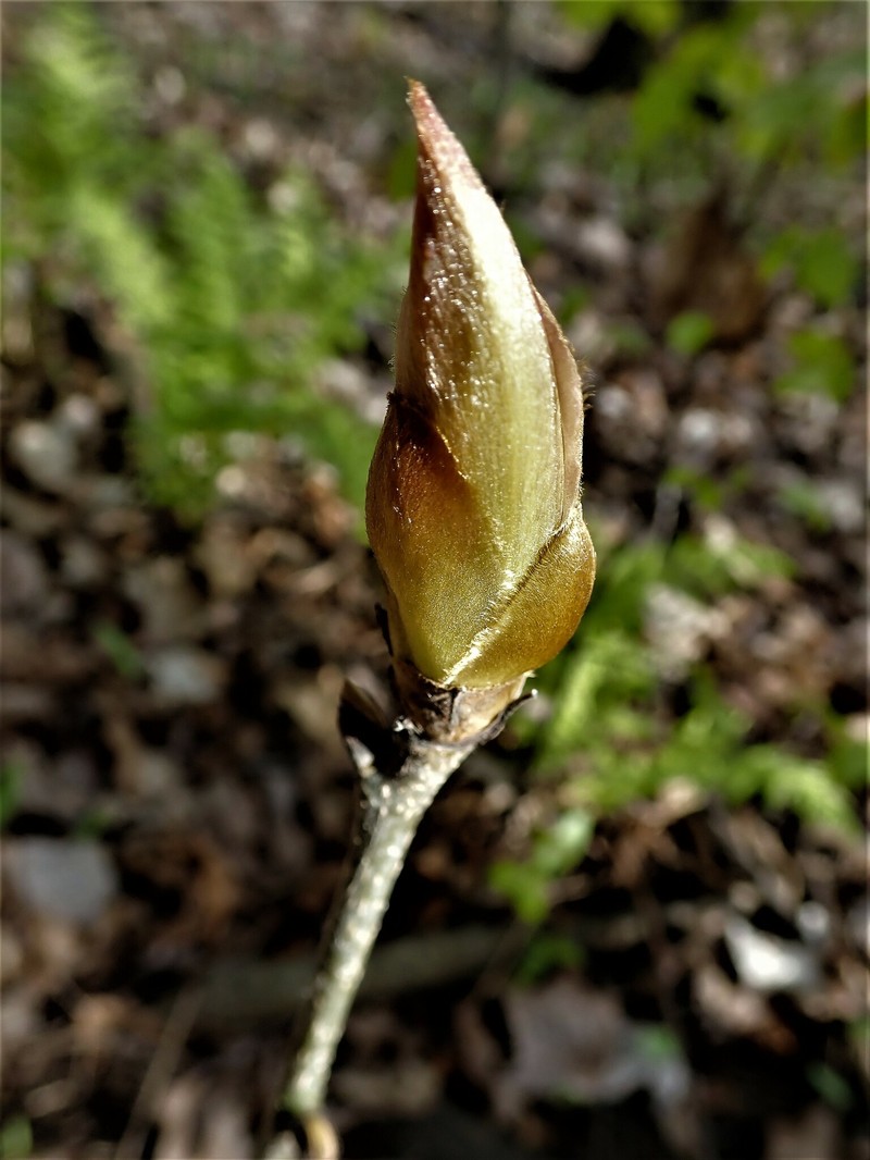 Carya ovata var. ovata photo 7