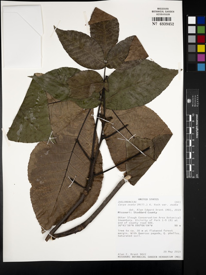 Carya ovata var. ovata photo 8