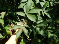 Sand Hickory