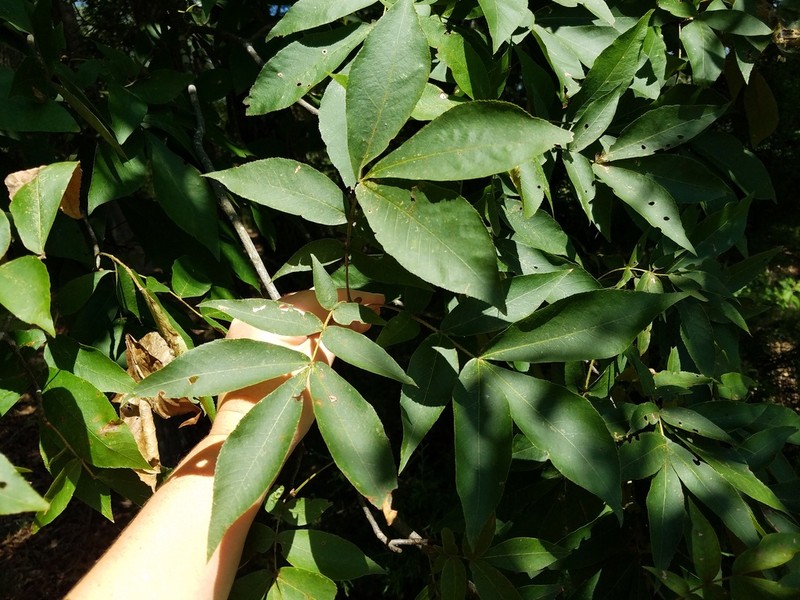 Sand Hickory
