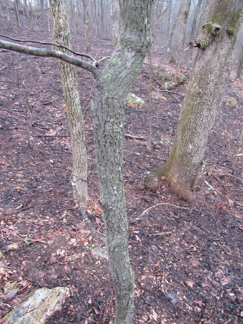 Sand Hickory photo 3