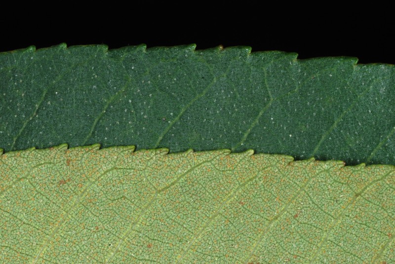 Sand Hickory photo 4