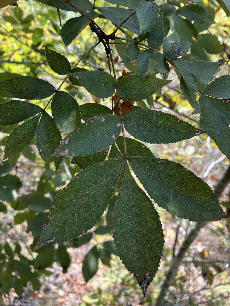 Sand Hickory photo 6