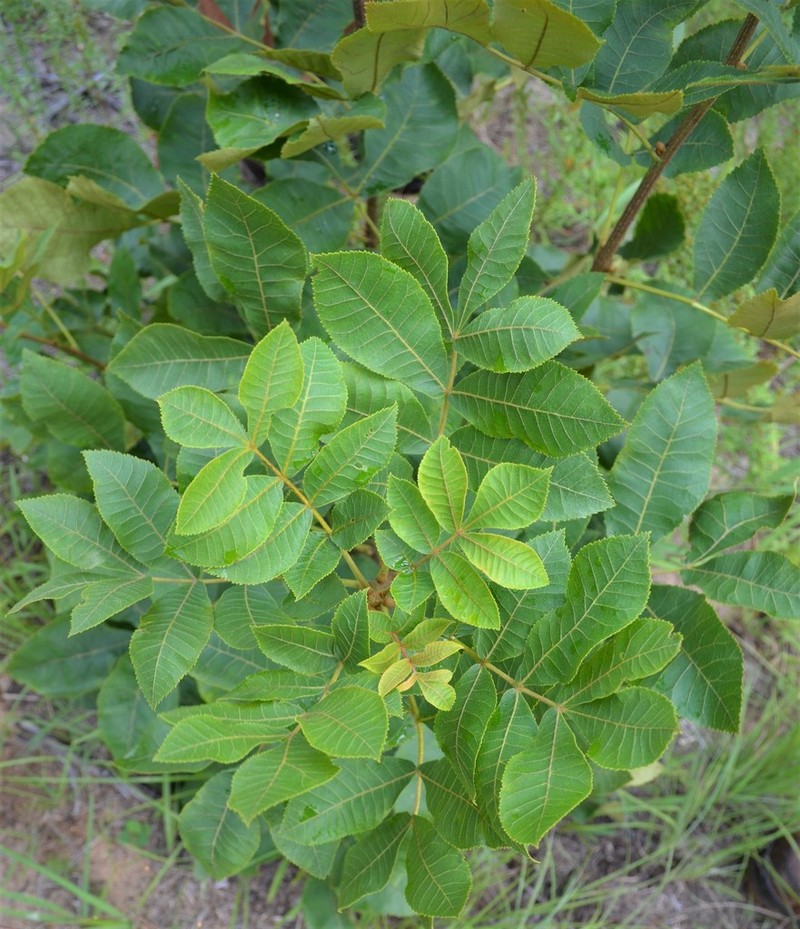 Sand Hickory photo 7