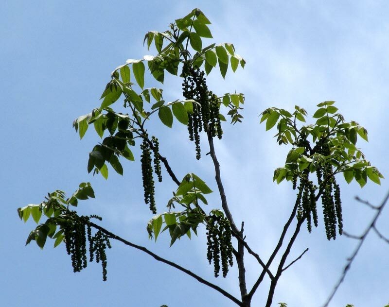Carya palmeri
