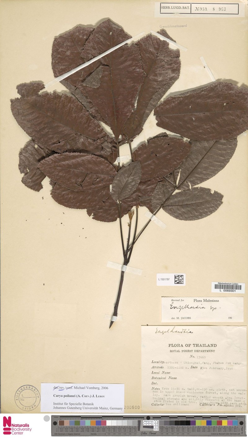 Carya poilanei
