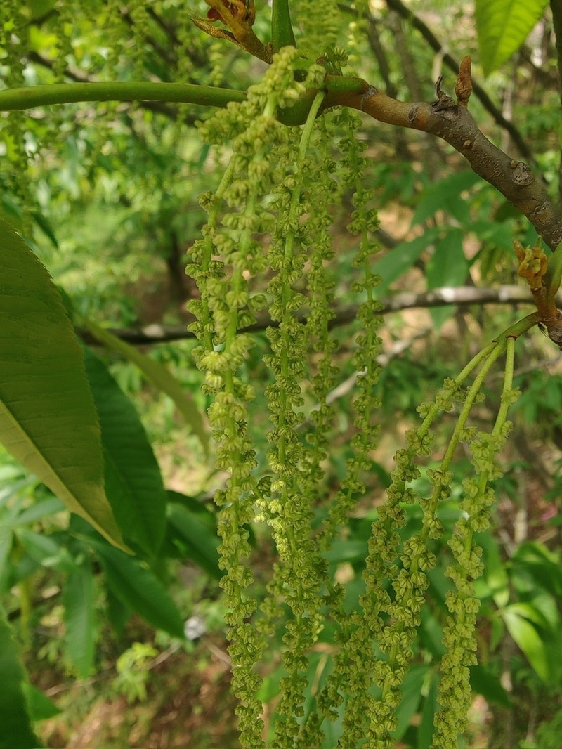 Carya sinensis