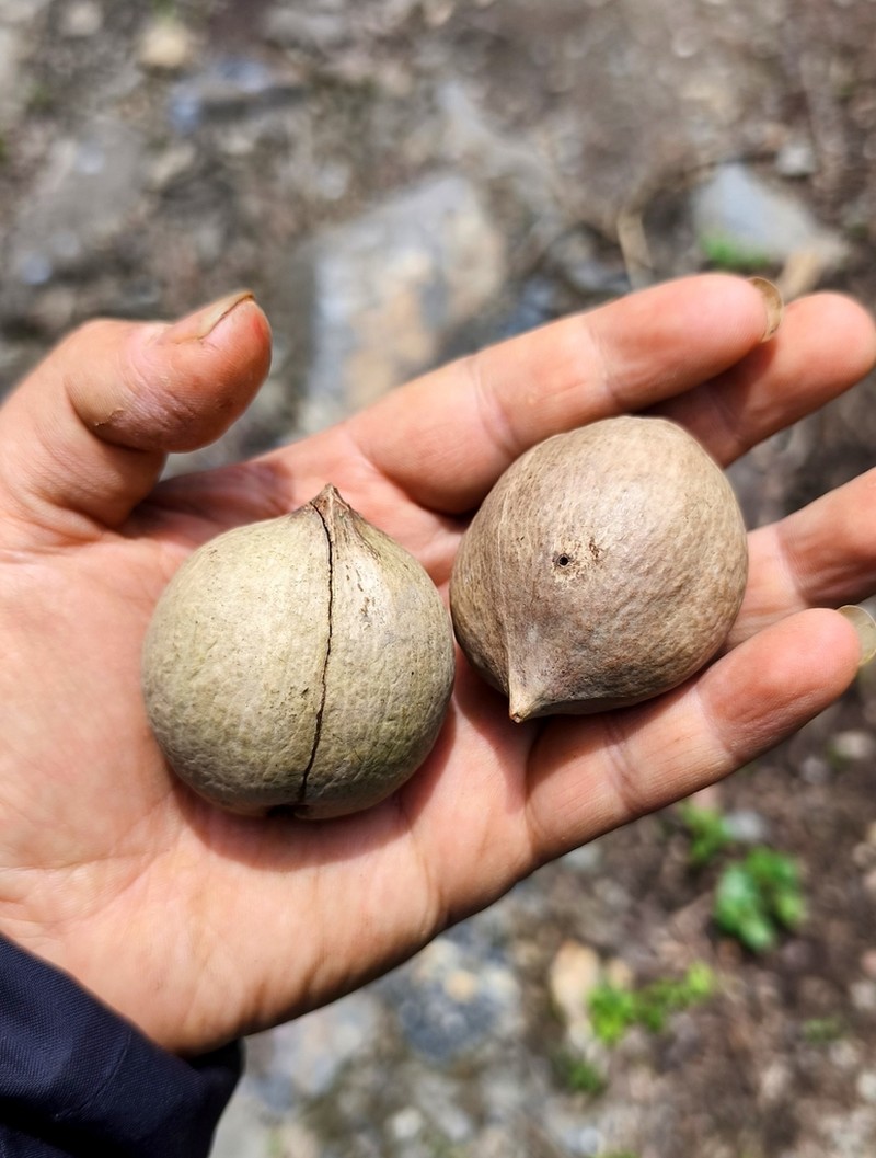 Carya sinensis photo 2