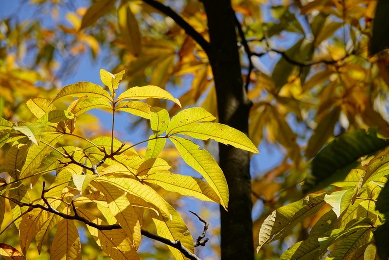 Carya sinensis photo 3