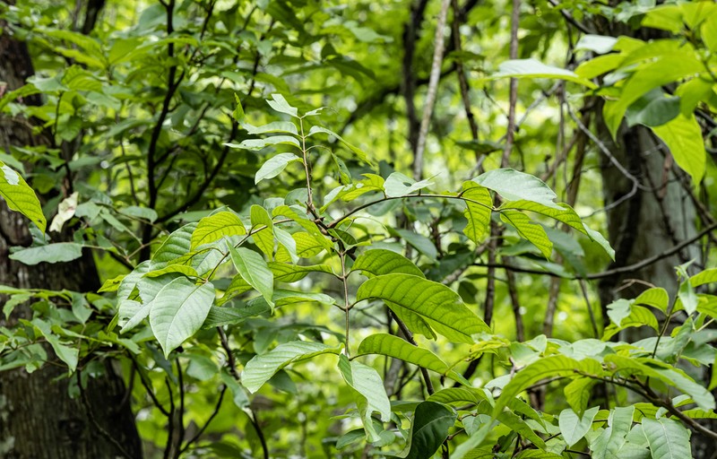 Carya sinensis photo 4