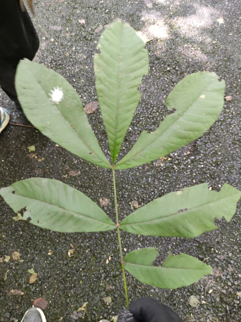 Carya sinensis photo 5