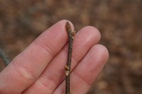 Black Hickory