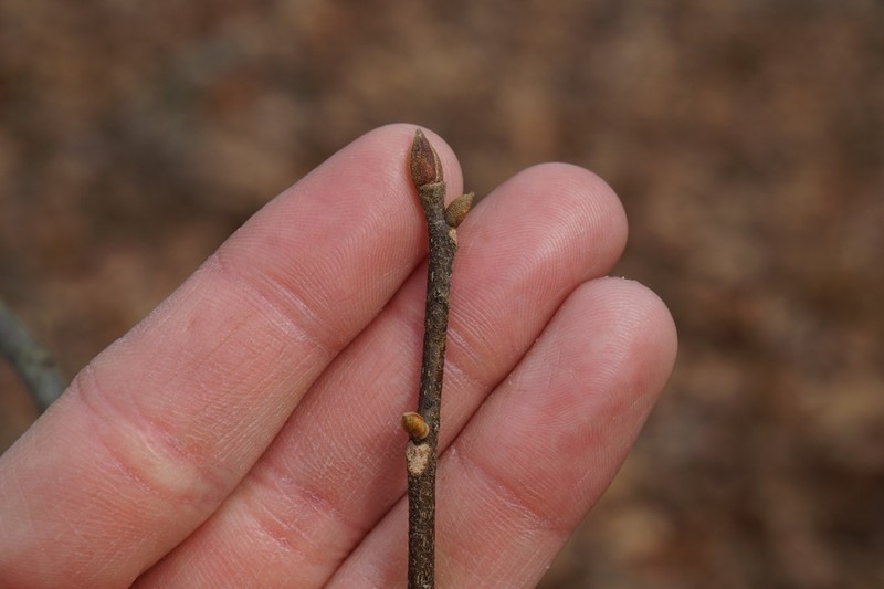 Black Hickory