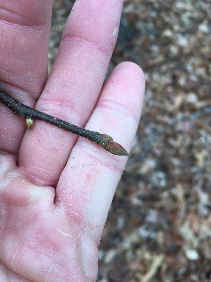 Black Hickory photo 2