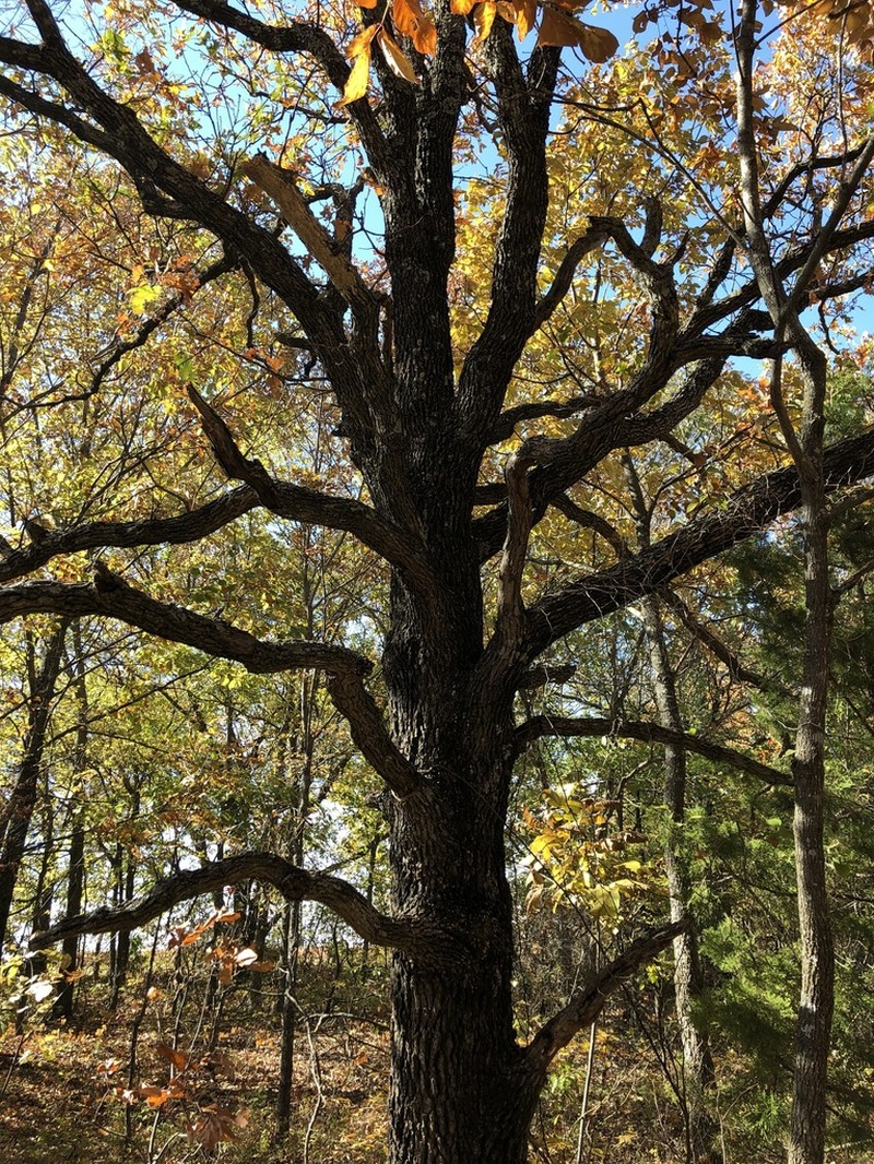 Black Hickory photo 5