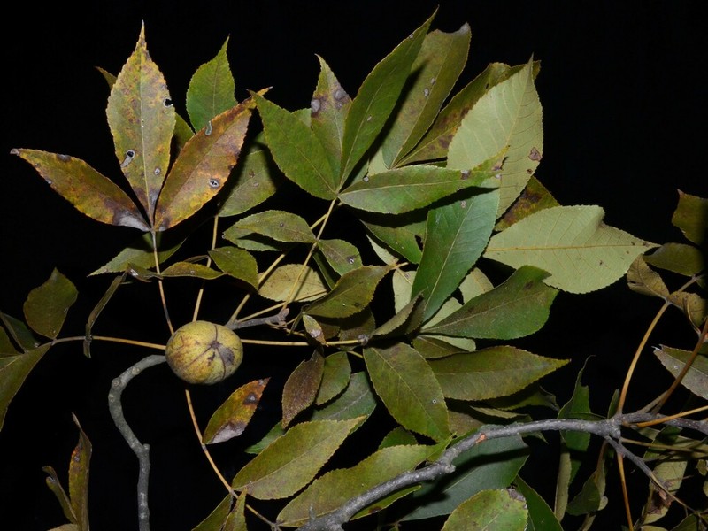 Black Hickory photo 6