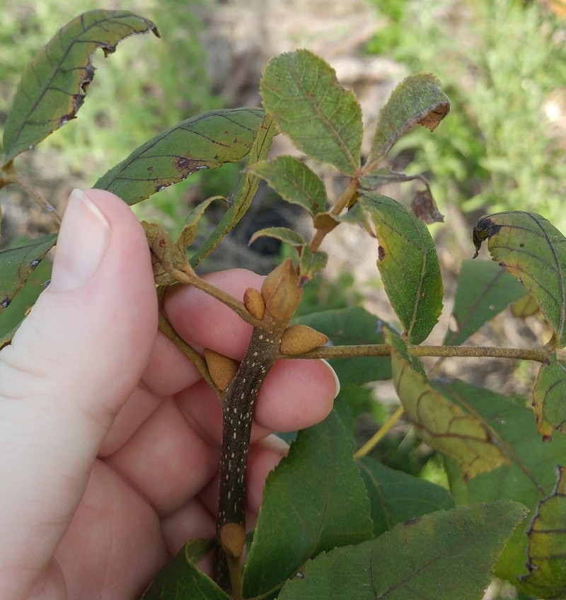 Black Hickory photo 7