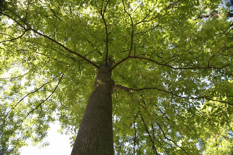 Mockernut Hickory