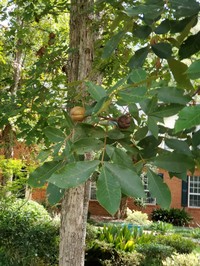 Mockernut Hickory