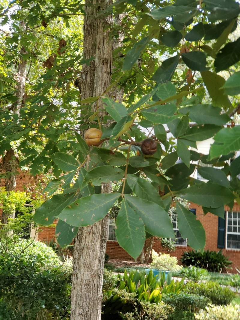 Mockernut Hickory