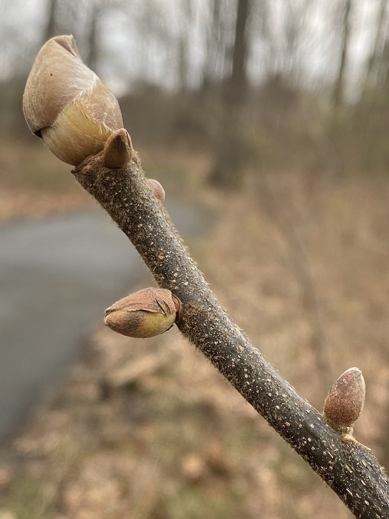 Mockernut Hickory photo 2