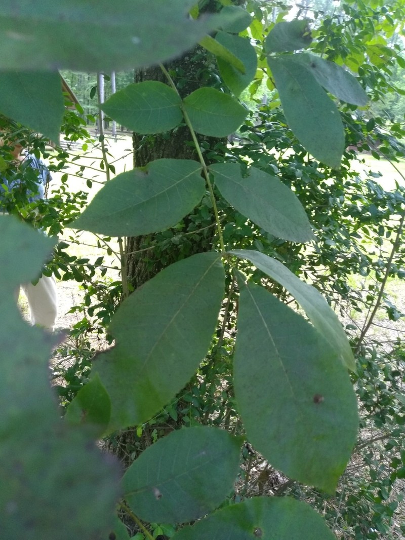 Mockernut Hickory photo 4