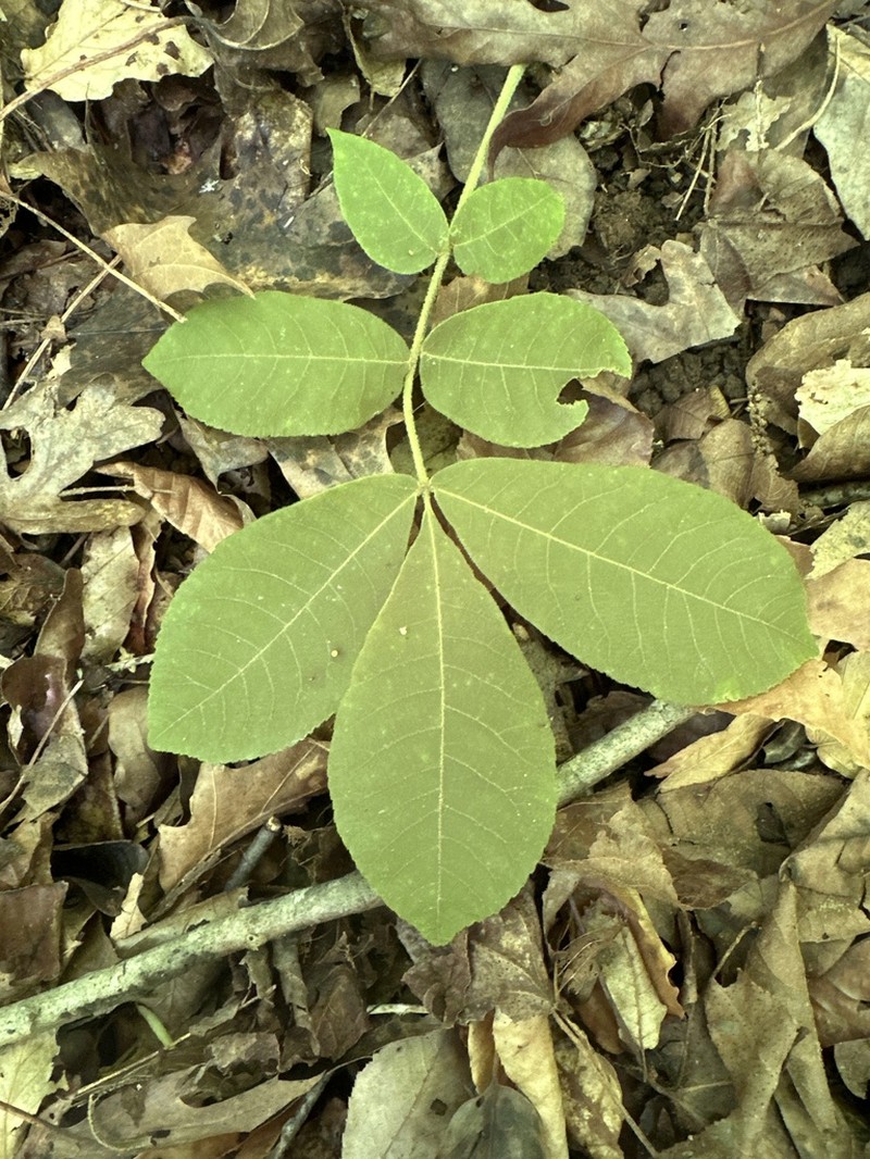 Mockernut Hickory photo 5