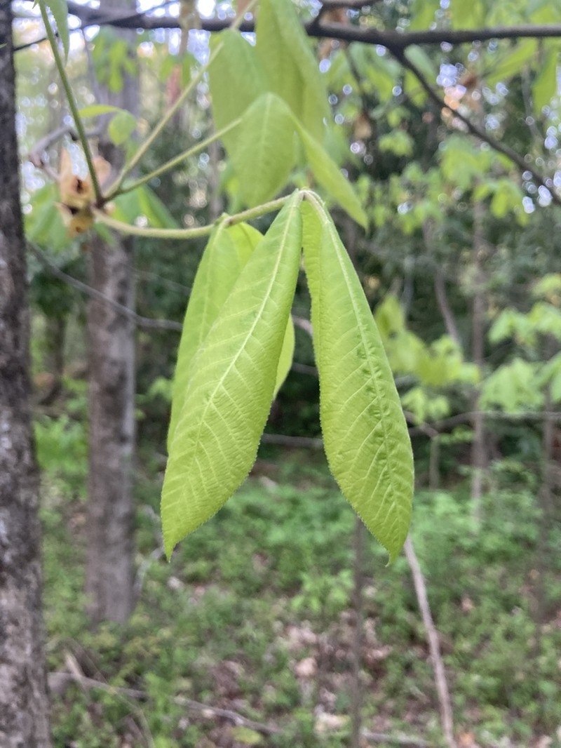 Mockernut Hickory photo 7