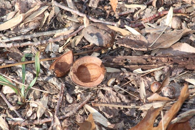 Mockernut Hickory photo 8