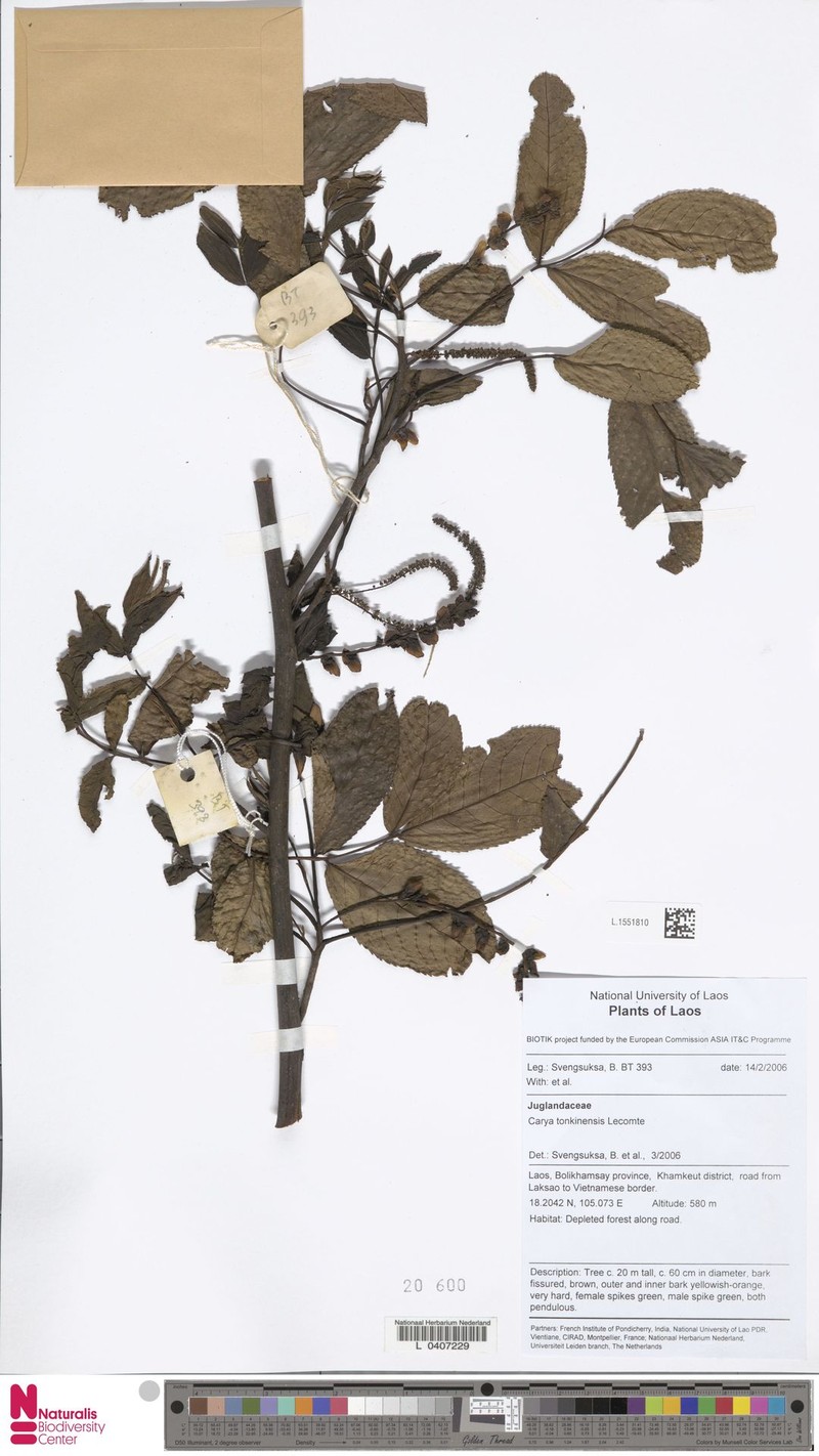 Carya tonkinensis