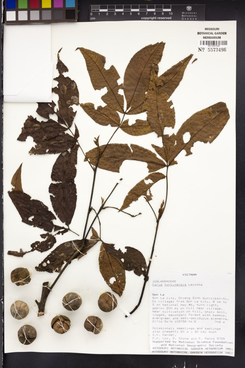Carya tonkinensis photo 2