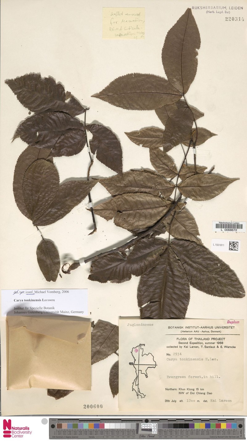 Carya tonkinensis photo 3