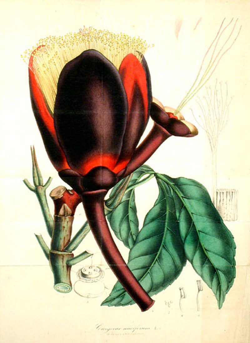 Souari Nut