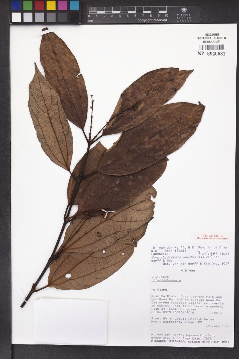 Caryodaphnopsis quanbaensis