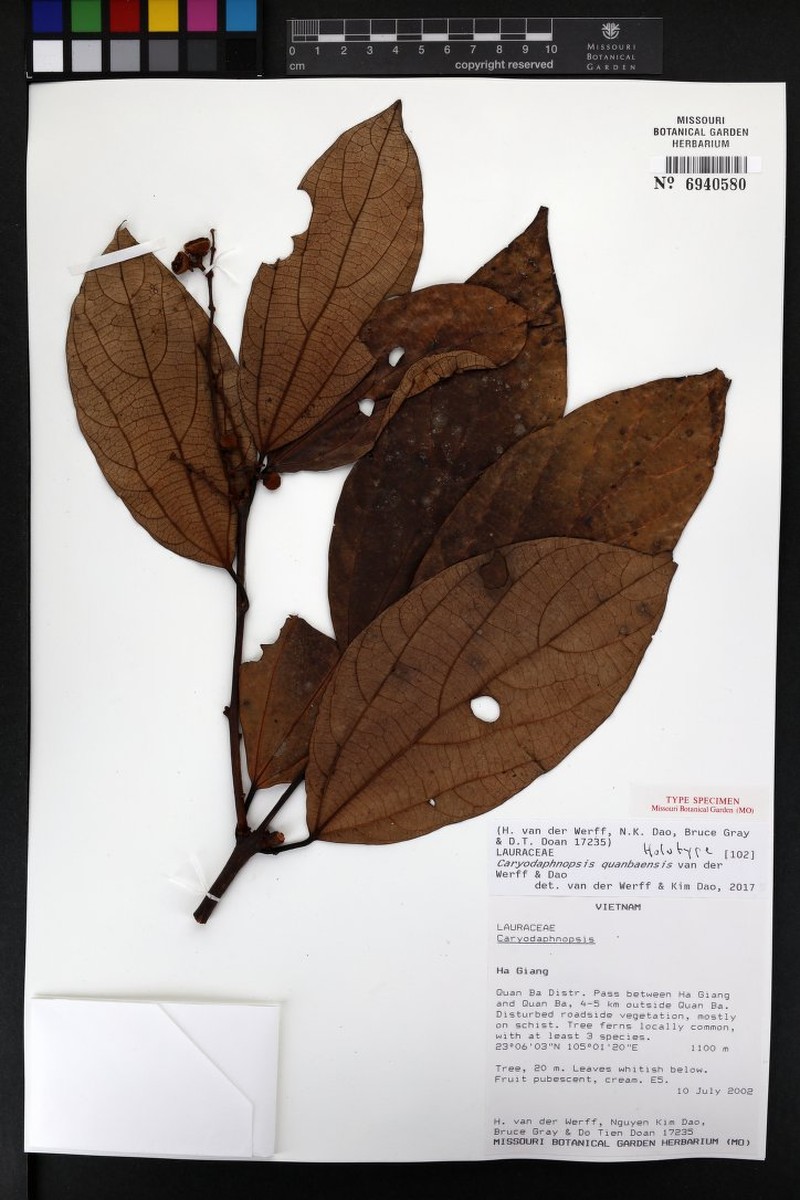 Caryodaphnopsis quanbaensis photo 2