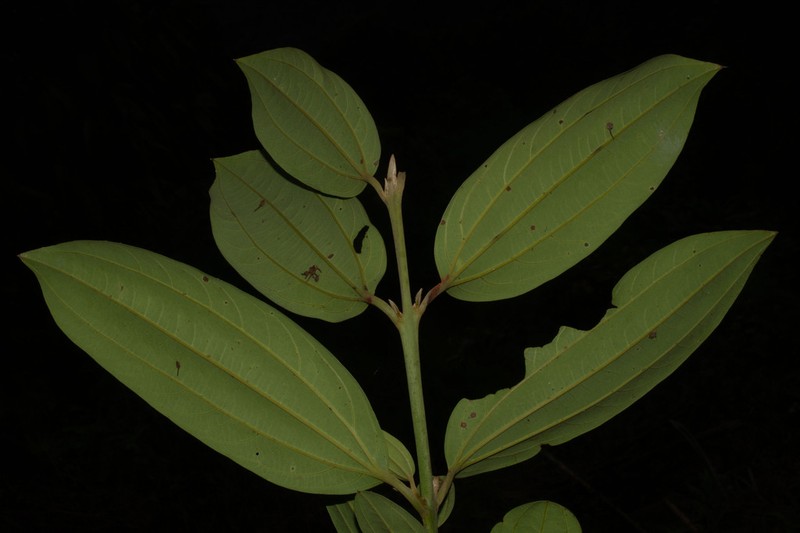 Caryodaphnopsis yariguiensis
