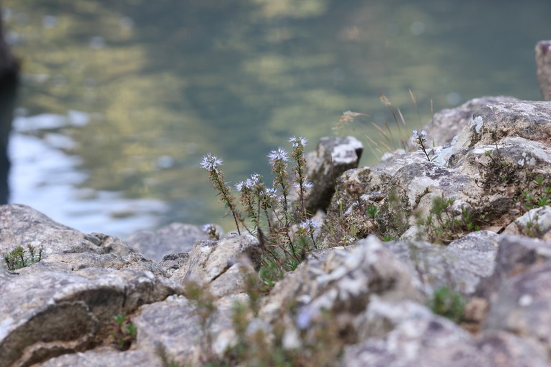 Caryopteris alternifolia