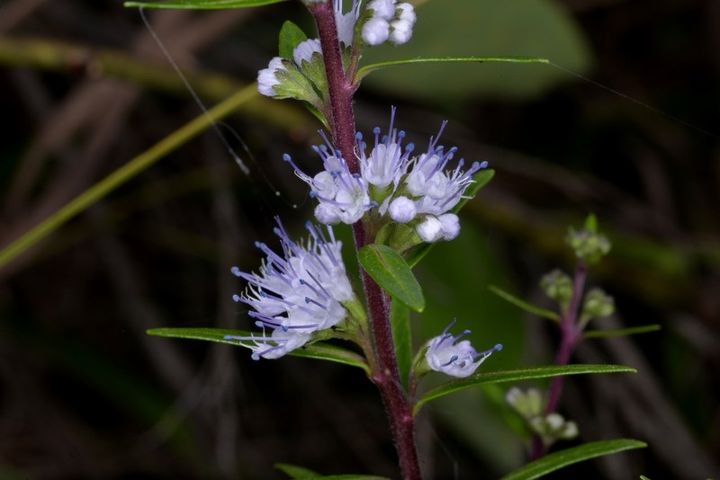 Caryopteris alternifolia photo 2