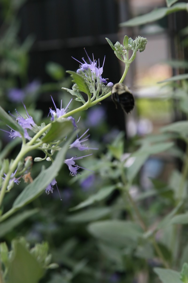 Caryopteris photo 3