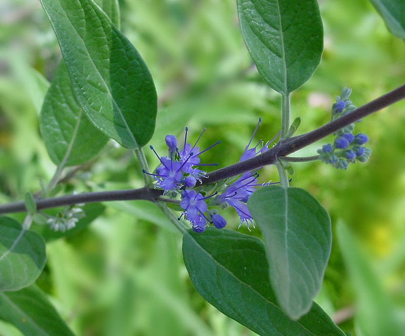 Caryopteris photo 2
