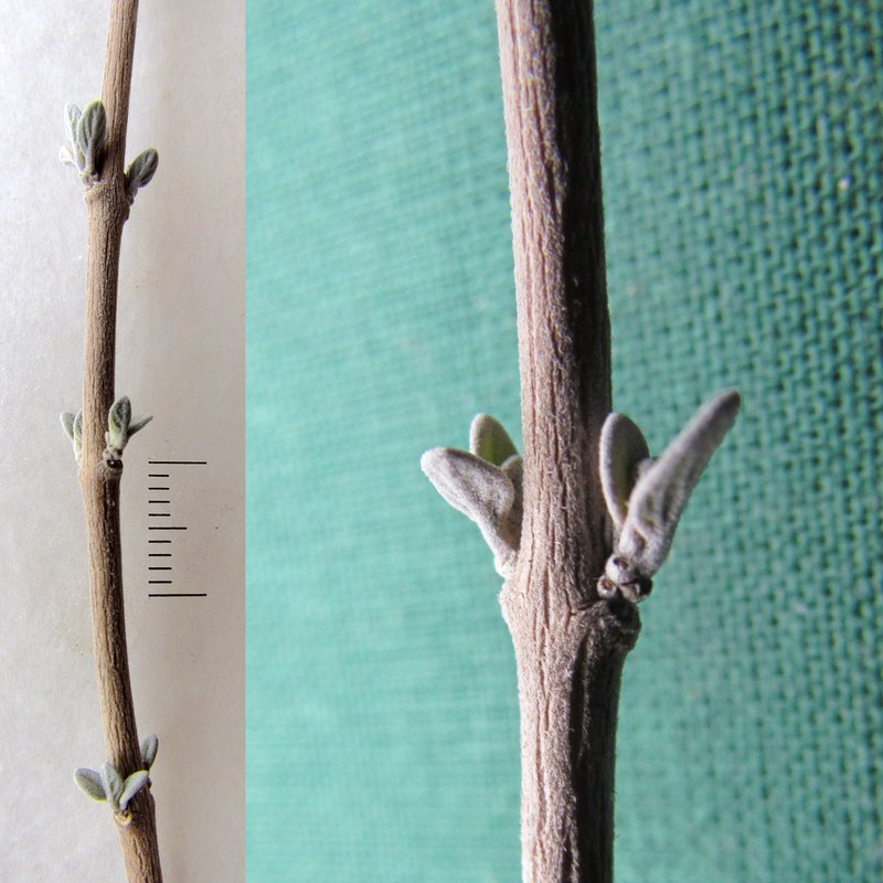 Caryopteris photo 4
