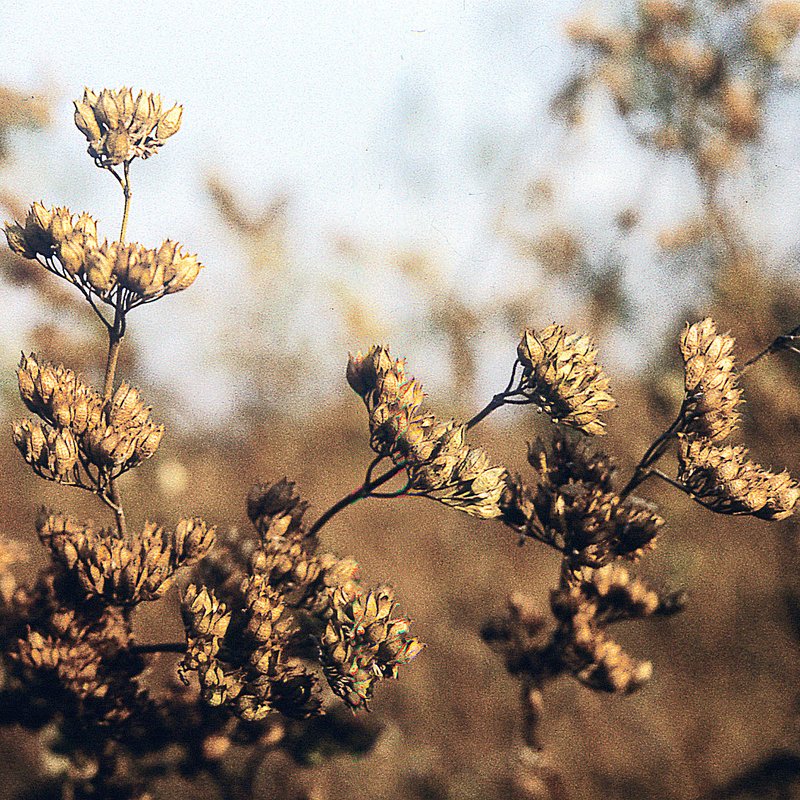 Caryopteris photo 5