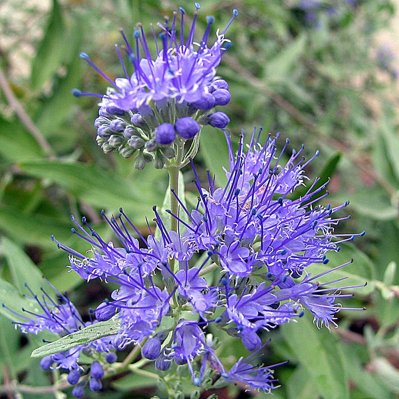 Caryopteris photo 7