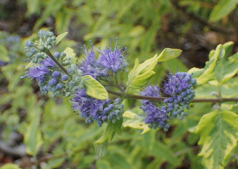 Caryopteris photo 8
